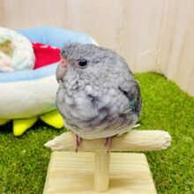 だ〜〜〜〜れだっ！優雅に〜👑💎🫐　美声インコ　ブルー