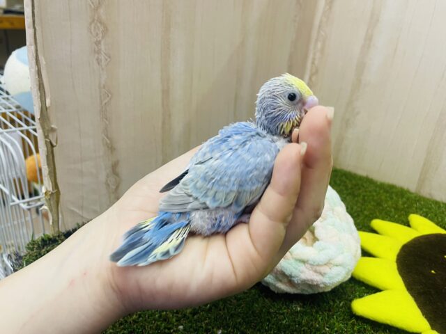 セキセイインコ