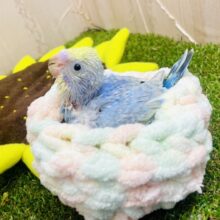 虹色花びら〜🌈💐💐　セキセイインコ　レインボー