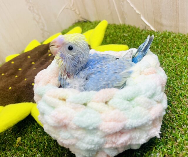 虹色花びら〜🌈💐💐　セキセイインコ　レインボー