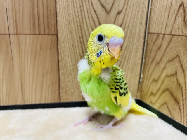 セキセイインコ