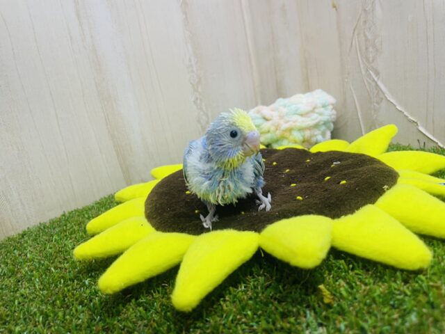 セキセイインコ