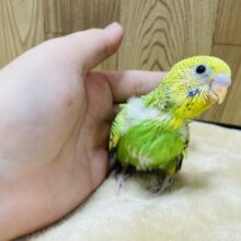 ひょこっと顔出す陽気な子💓セキセイインコ（パイド）ヒナ