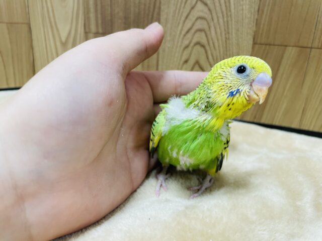 ひょこっと顔出す陽気な子💓セキセイインコ（パイド）ヒナ