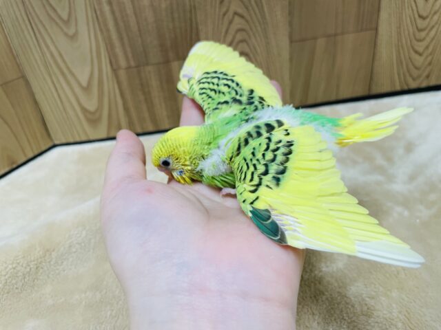 セキセイインコ