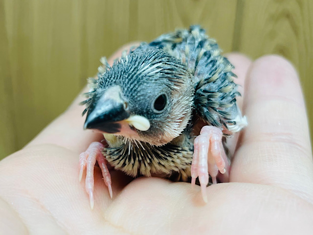 手の上ちょこんと🐣桜文鳥　ヒナ