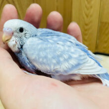 シャッター音に反応しちゃう⭐︎セキセイインコ（スパングル）ヒナ