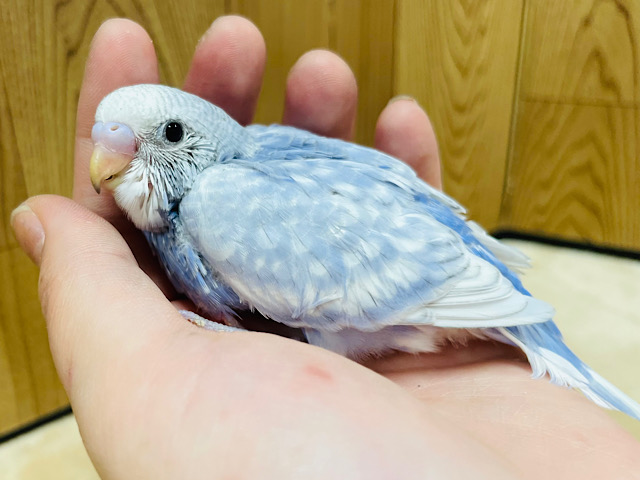 シャッター音に反応しちゃう⭐︎セキセイインコ（スパングル）ヒナ