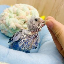 爽快✨海までダッシュ🌊💨💨💨　セキセイインコ　オパーリン
