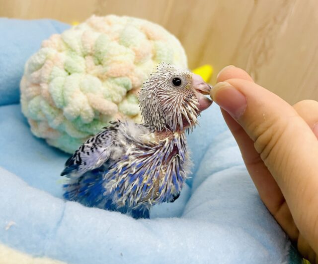 爽快✨海までダッシュ🌊💨💨💨　セキセイインコ　オパーリン