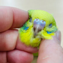 【最新動画更新🪄カゴデビューしました⭐︎】元気いっぱいな食いしん坊💓セキセイインコ（スパングル）ヒナ