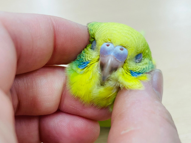 【最新動画更新🪄カゴデビューしました⭐︎】元気いっぱいな食いしん坊💓セキセイインコ（スパングル）ヒナ