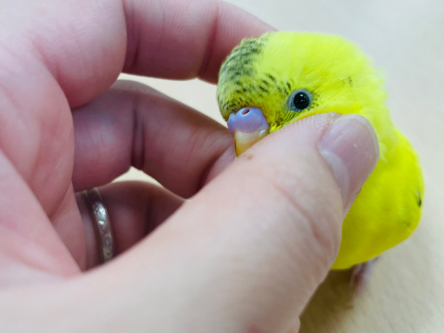 セキセイインコ