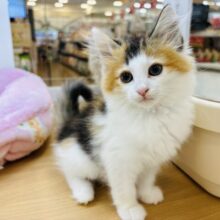 積極的ガール！？ノルウェージャンフォレストキャットちゃん！