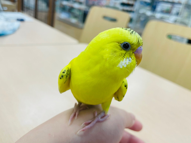 セキセイインコ