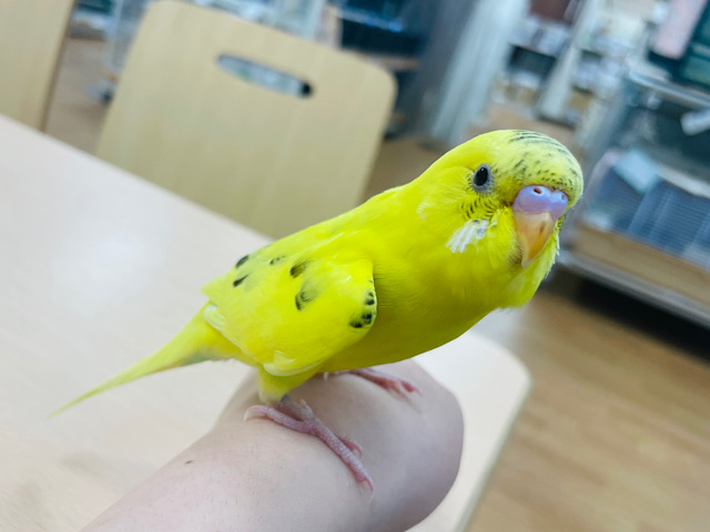 セキセイインコ