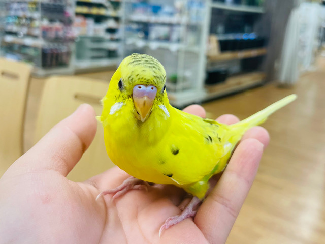 セキセイインコ