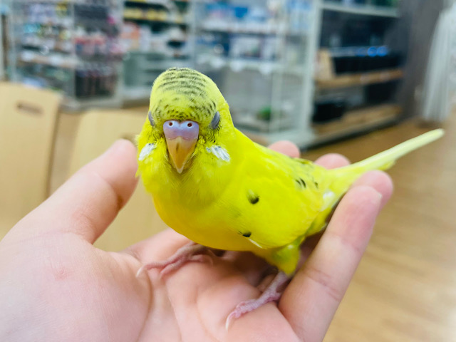 セキセイインコ