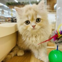 可愛さに溶けちゃいそう…ミヌエットちゃん！