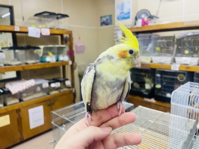 オカメインコ