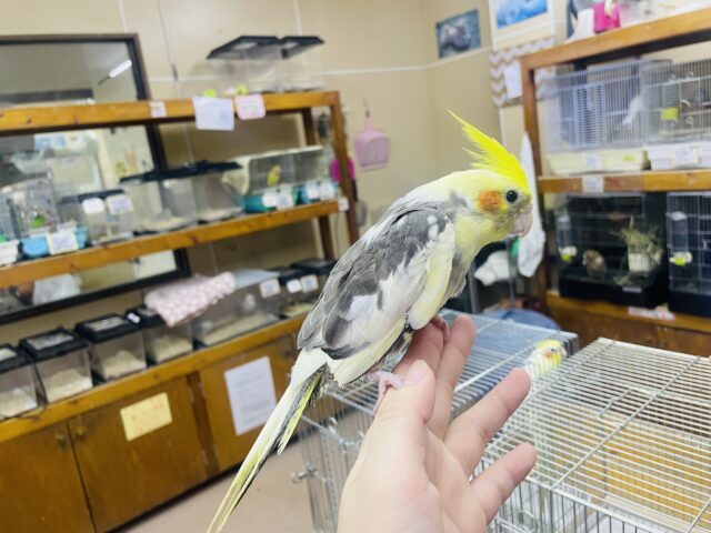 オカメインコ