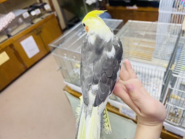 オカメインコ