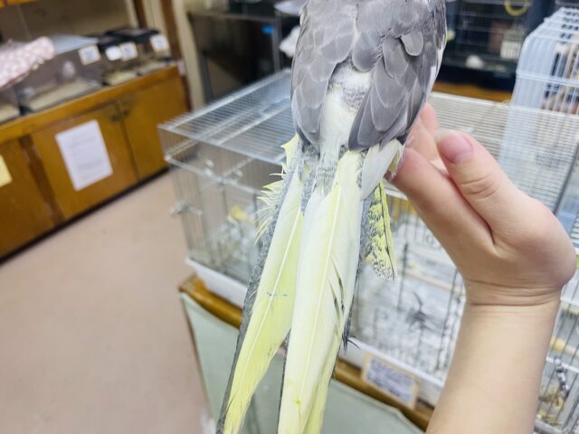 オカメインコ