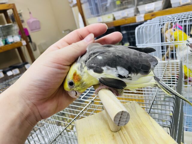 オカメインコ