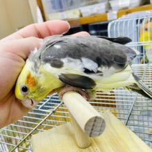 おしゃれな模様もみていって！オカメインコ　パイド