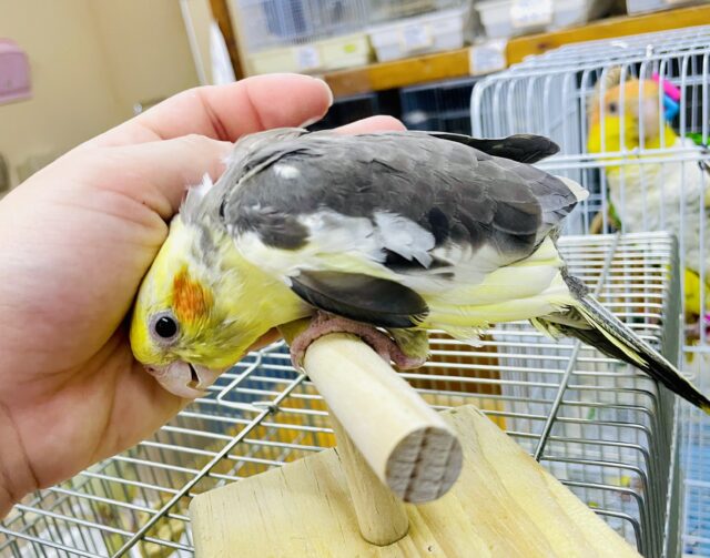 おしゃれな模様もみていって！オカメインコ　パイド