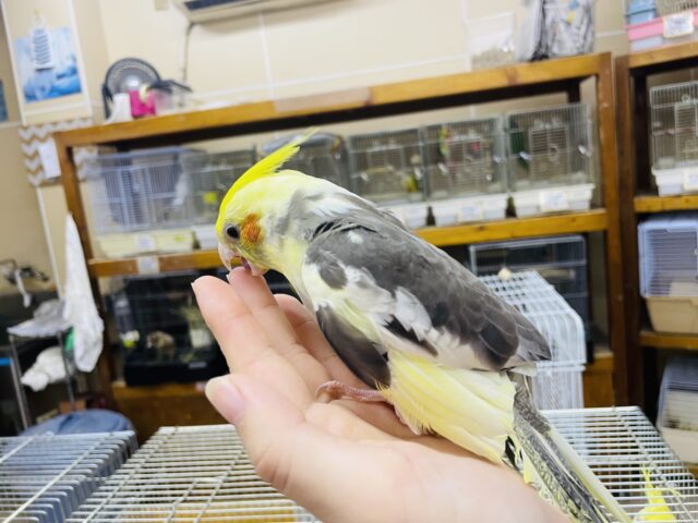 オカメインコ