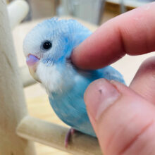 【動画更新🪄ひとり餌になりました⭐︎】飛ぶことを夢見て…🩵セキセイインコ（スパングル）ヒナ