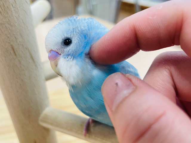 【動画更新🪄ひとり餌になりました⭐︎】飛ぶことを夢見て…🩵セキセイインコ（スパングル）ヒナ