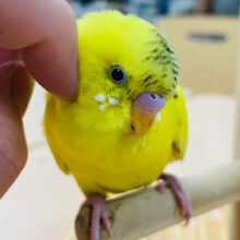 【動画更新🪄ひとりエサになりました⭐︎】くりくりお目目が特徴的✨セキセイインコ（ハルクイン）ヒナ