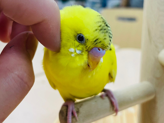 【動画更新🪄ひとりエサになりました⭐︎】くりくりお目目が特徴的✨セキセイインコ（ハルクイン）ヒナ