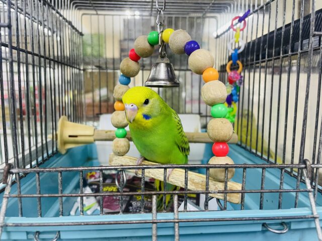 セキセイインコ