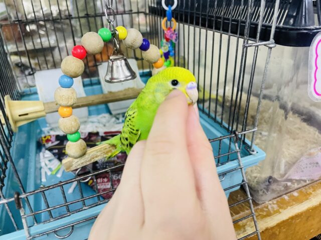 セキセイインコ