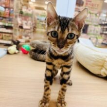 見た目とは裏腹に超甘ったれ！？ベンガルちゃん！