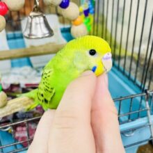 なれてるよ〜❣️カキカキ上手に日々成長❣️💫華やがせて☀️🐥プリティまいんど🦚🌱🌿☘️🍀　セキセイインコ　オパーリン