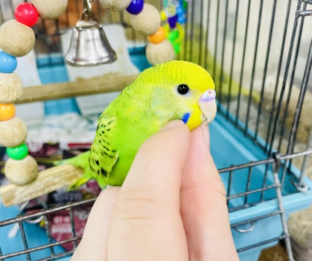 なれてるよ〜❣️カキカキ上手に日々成長❣️💫華やがせて☀️🐥プリティまいんど🦚🌱🌿☘️🍀　セキセイインコ　オパーリン