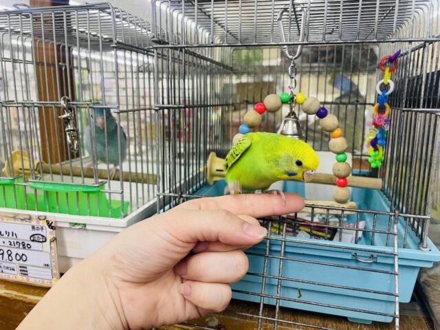 セキセイインコ