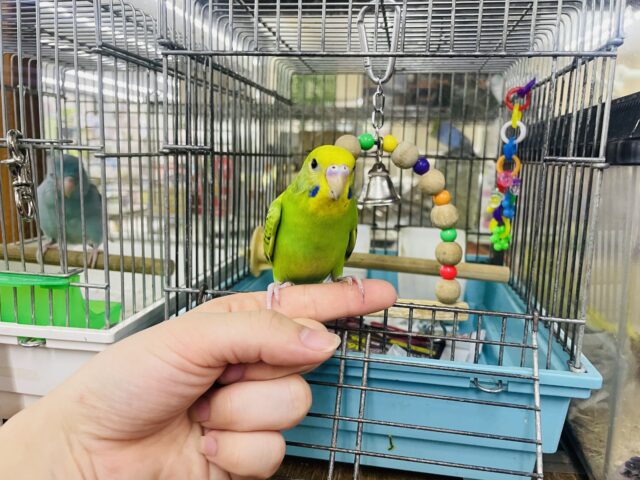 セキセイインコ