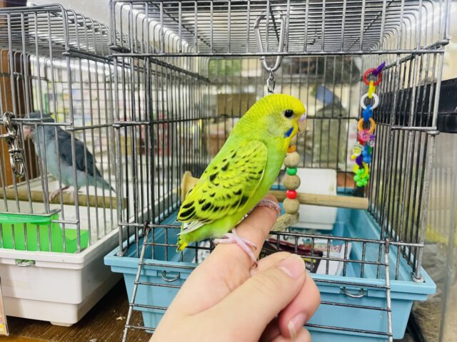 セキセイインコ