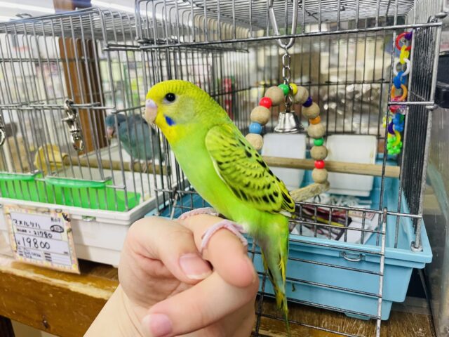 セキセイインコ