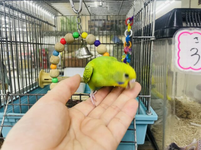 セキセイインコ