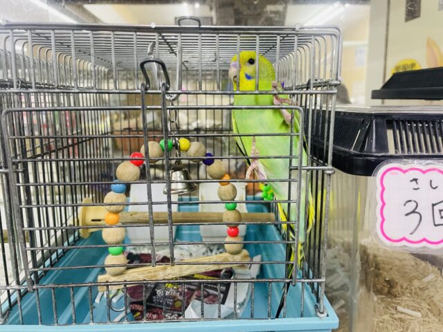 セキセイインコ