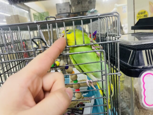 セキセイインコ