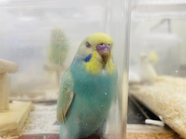 セキセイインコ