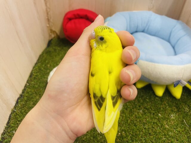 セキセイインコ