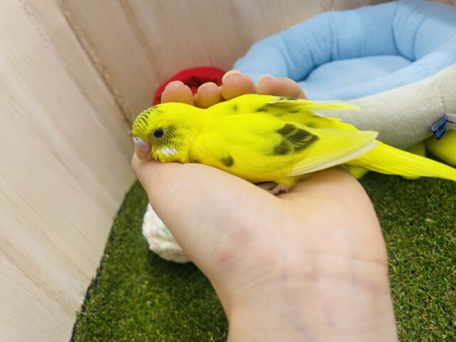 セキセイインコ